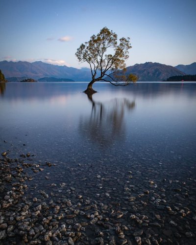 Дерево на берегу озера