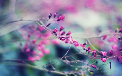 Нежные весенние цветы