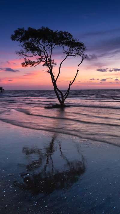 Закат море деревья