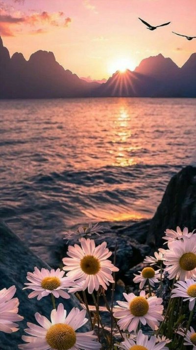 Море ромашек