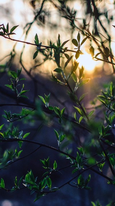 Природа для айфона