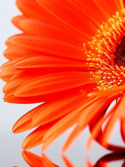 Цветы ярко оранжевого цвета