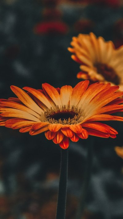 Оранжевые герберы