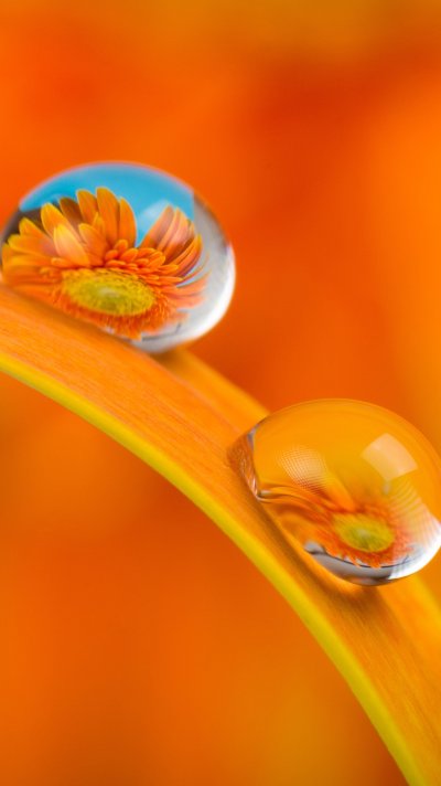 Оранжевые обои