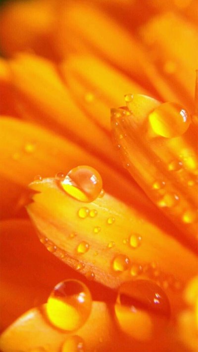 Оранжевые тона