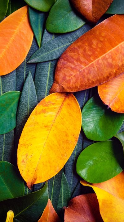 Листья фон