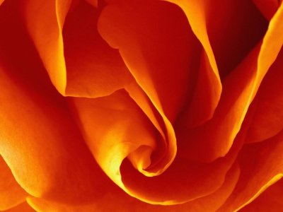 Цветы оранжевого цвета