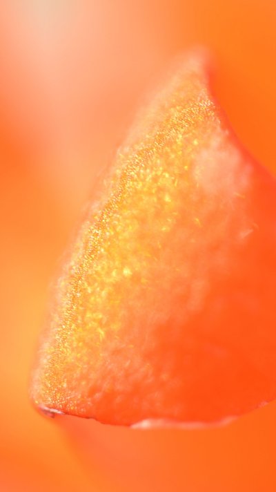 Оранжевые обои на айфон