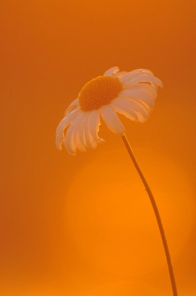 Красивые оранжевые цветы