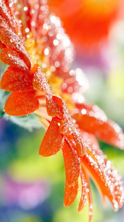 Цветы оранжевого цвета