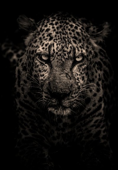 Красивые обои на телефон