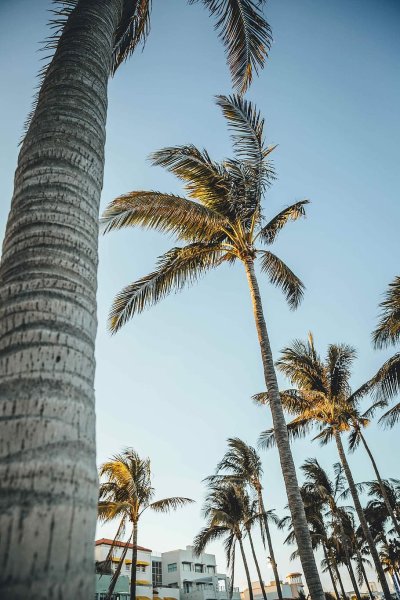 Палм Бич Майами