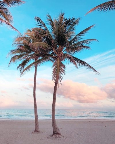 Майами Флорида пальмы