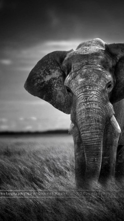 Черные слоны