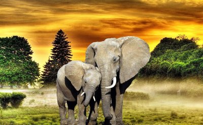 Красивый слон