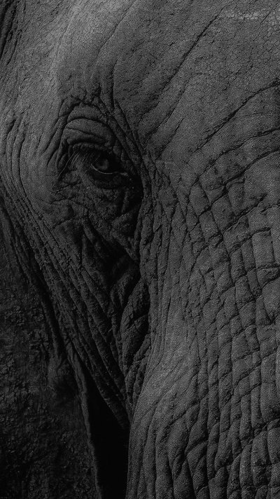 Обои на айфон слон