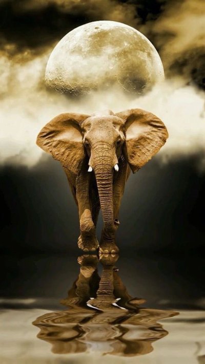 Необычные слоны