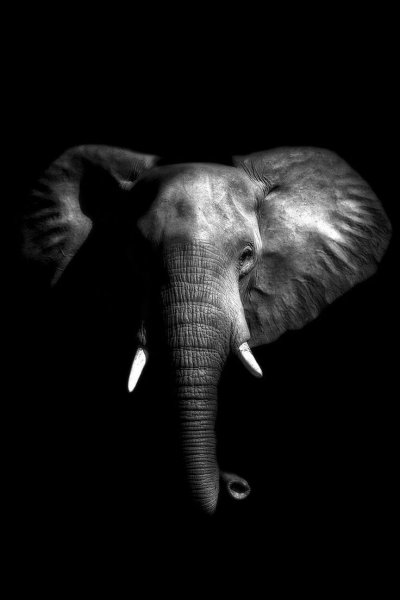 Слоны на черном фоне