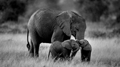 Обои на рабочий стол слоны