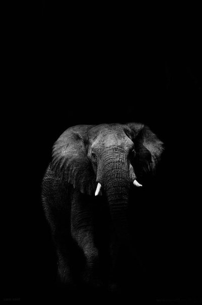 Черные слоны