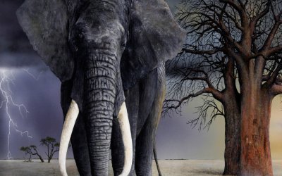 Картины со слонами