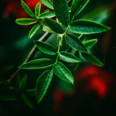 Обои на рабочий стол листья