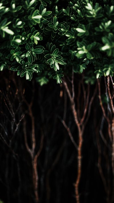 Темная листва