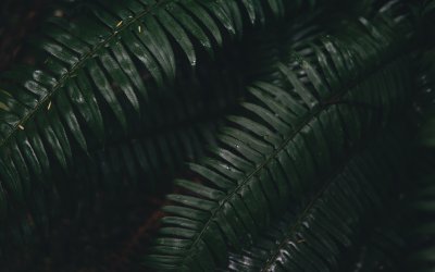 Темный фон с пальмовыми листьями