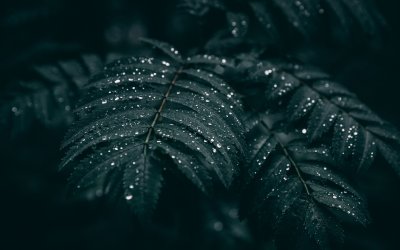 Темные листья