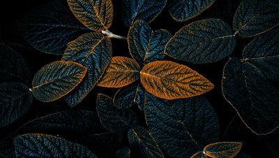 Темно зеленые листья