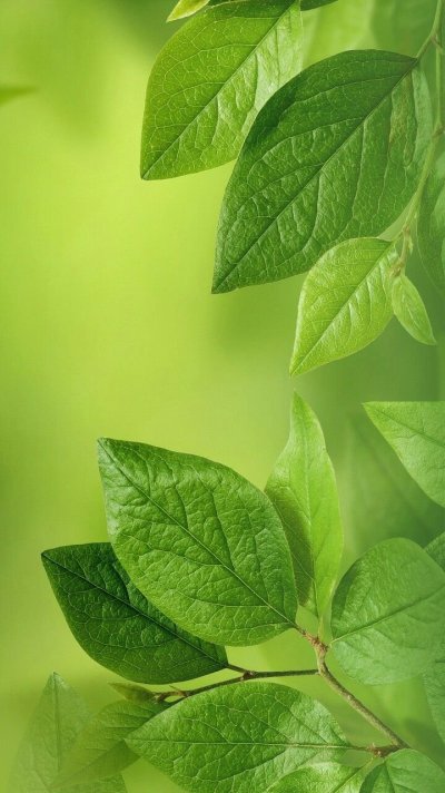 Зелень листья