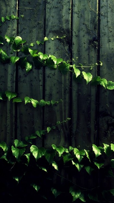 Темная листва