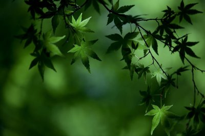 Красивые листья