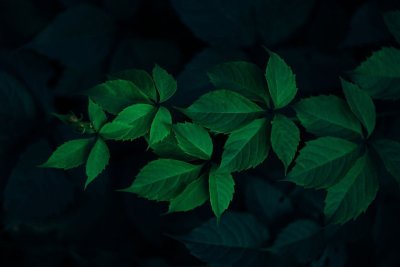 Темно зеленые листья