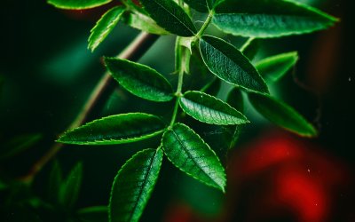 Листья на рабочий стол