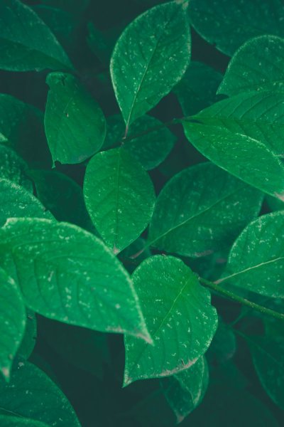 Зеленый лист