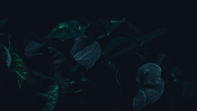 Листья на темном фоне