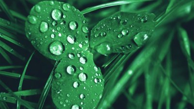 Роса на траве