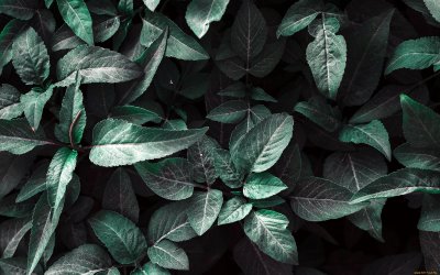 Черная мята растение