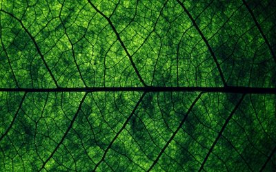 Зеленый лист