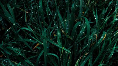 Темная зелень