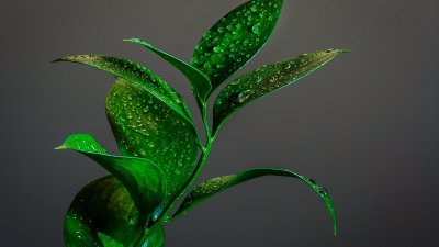 Красивые зеленые растения