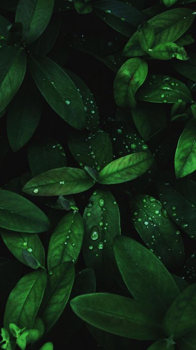 Красивый зеленый цвет