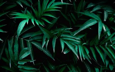 Темные листья