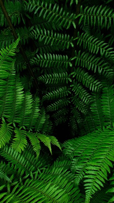 Тропический папоротник