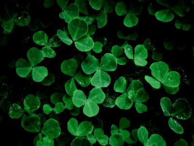 Темный четырехлистный Клевер растение