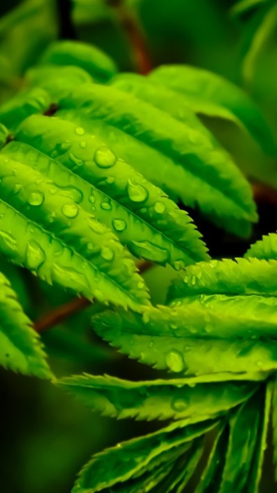 Зелёные растения