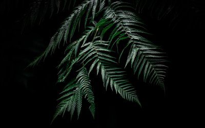 Папоротник Кониограмма Голден Зебра