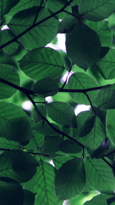 Листва Эстетика