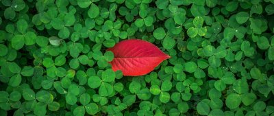 Клевер листья красный Клевер